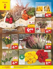 Ähnliche Angebote wie Tulpen im Prospekt "Aktuelle Angebote" auf Seite 34 von Netto Marken-Discount in Bad Homburg