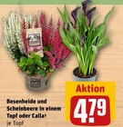 Besenheide und Scheinbeere in einem Topf oder Calla im Angebot bei REWE in Ettlingen Besenheide und Scheinbeere in einem Topf oder Calla Angebote bei REWE Ettlingen für 4,79 €
