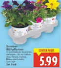 Sommer-Blühpflanzen von Season's Best für 5,99 € bei E center im Angebot Sommer-Blühpflanzen von Season's Best im aktuellen E center Prospekt