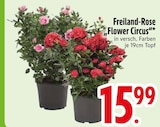 Freiland-Rose 'Flower Circus' im EDEKA Prospekt Freiland-Rose 'Flower Circus' von im aktuellen EDEKA Prospekt fĂŒr 15,99 âŹ