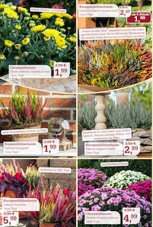 Chrysantheme im Garten-Center Nordharz GmbH & Co. KG Prospekt "DER HERBST & SEINE FARBEN" mit 16 Seiten (Hannover)