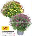 Aktuelle Chrysantheme Angebote bei toom Baumarkt in Essen Aktuelles Chrysanthemenbusch Angebot bei toom Baumarkt in Essen ab 5,99 €