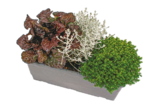 Bepflanzter Balkonkasten „Herbstmix“* Angebote bei Netto mit dem Scottie Neubrandenburg für 5,99 €