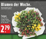 Tulpen Angebote bei E center Grevenbroich für 2,79 €