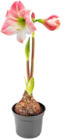 Amaryllis im Kaufland Prospekt Amaryllis im aktuellen Kaufland Prospekt für 3,99 €