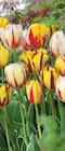 Super U Venarey-les-Laumes - Promo Tulipe u ou u spécialiste Promo Tulipe u ou u spécialiste à 4,49 € dans le catalogue Super U à Venarey-les-Laumes