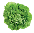 tegut - Kopfsalat Angebot im Prospekt Kopfsalat bei tegut im Prospekt "" für 0,49 €
