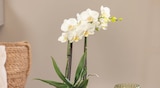Aktuelle Orchidee Angebote bei Pflanzen Kölle in Nürnberg Aktuelles Schmetterlingsorchidee Angebot bei Pflanzen Kölle in Nürnberg ab 9,99 €