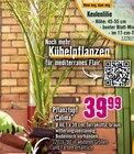 Keulenlilie oder Pflanztopf "Calima" im Angebot bei Hornbach in Paderborn Keulenlilie oder Pflanztopf "Calima" Angebote bei Hornbach Paderborn für 39,99 €