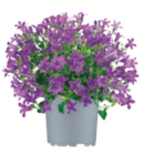 toom Baumarkt Hof - Glockenblume Angebot im Prospekt Glockenblume bei toom Baumarkt im Hof Prospekt für 4,99 €