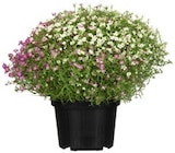Aster im Angebot bei REWE in Braunschweig Aster Angebote von REWE Beste Wahl bei REWE Braunschweig für 1,79 €