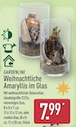 Weihnachtliche Amaryllis im Glas von Gardenline für 7,99 € bei ALDI Nord im Angebot Weihnachtliche Amaryllis im Glas von Gardenline im aktuellen ALDI Nord Prospekt