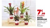 Mixte Bromelias en promo chez Super U Lille à 7,99 €