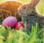 Hase von Boltze im aktuellen budni Prospekt