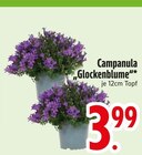 Campanula 'Glockenblume' im Angebot bei EDEKA in Ingolstadt Campanula 'Glockenblume' Angebote bei EDEKA Ingolstadt für 3,99 €