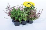 Barquette plantes extérieures en promo chez Lidl Calais à 5,39 €