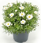 Margeriten-Busch bei Thomas Philipps im Bramsche Prospekt für 5,99 €