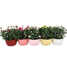 Coupe de rosier en promo chez Carrefour Coupe de rosier dans le catalogue Carrefour