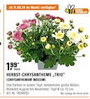 HERBST-CHRYSANTHEME „TRIO“ Angebote bei OBI Bergkamen für 1,99 €