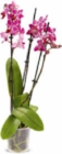 Aktuelle Zimmerpflanzen Angebote bei Netto Marken-Discount in Essen Aktuelles Orchidee Angebot bei Netto Marken-Discount in Essen ab 8,99 €