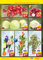 Ähnliche Angebote wie Palme im Prospekt "Aktuelle Angebote" auf Seite 55 von Netto Marken-Discount in Siegen