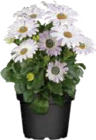 Kapkörbchen (Osteospermum) bei Globus-Baumarkt im Ahrensfelde Prospekt für 2,49 €