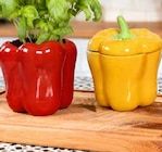 Dekorative Paprika Topf von  im aktuellen Pflanzen Kölle Prospekt für 5,99 €