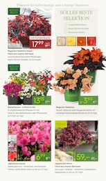 Beetpflanzen Angebot im aktuellen Pflanzen Kölle Prospekt auf Seite 7