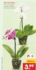 Netto Marken-Discount Gronau - Mini Orchideen Angebot im Prospekt Mini Orchideen bei Netto Marken-Discount im Gronau Prospekt für 3,99 €