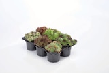 Sempervivum im Lidl Prospekt Sempervivum im aktuellen Lidl Prospekt für 4,49 €