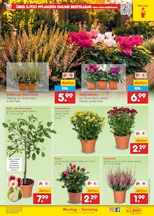 Pflanzen im aktuellen Netto Marken-Discount Prospekt (Bremen) Pflanzen im Netto Marken-Discount Prospekt "Aktuelle Angebote" mit 70 Seiten (Bremen)