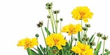 MÄDCHENAUGE im Angebot bei Dehner Garten-Center in Augsburg MÄDCHENAUGE Angebote bei Dehner Garten-Center Augsburg für 3,99 €