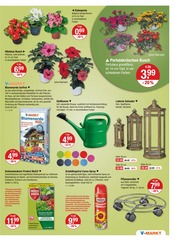 Aktueller V-Markt Prospekt mit Pflanzenerde, "V-Markt einfach besser einkaufen", Seite 19