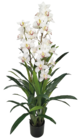 Cymbidium 30 fleurs et 60 feuilles dans le catalogue Maxi Bazar