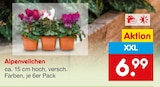 Zimmerpflanzen im Netto Marken-Discount Prospekt Alpenveilchen im aktuellen Netto Marken-Discount Prospekt für 6,99 €