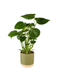 Monstera - Lidl à Antony Monstera en promo chez Lidl Antony à 8,49 €