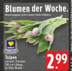 Tulpen bei EDEKA im Rheinberg Prospekt für 2,99 €