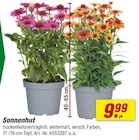 Sonnenhut im Angebot bei toom Baumarkt in Lörrach Sonnenhut Angebote bei toom Baumarkt Lörrach für 9,99 €
