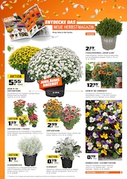 Chrysantheme im OBI Prospekt "BIBERSTARK SPAREN" auf Seite 6