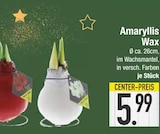E center Traunstein - Amaryllis Wax Angebot im Prospekt Amaryllis Wax bei E center im Traunstein Prospekt für 5,99 €