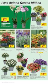 Aktueller toom Baumarkt Prospekt mit Blumen, "Respekt, wer's selber macht.", Seite 6