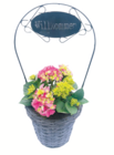 toom Baumarkt Potsdam - Hortensie im Korb Angebot im Prospekt Hortensie im Korb bei toom Baumarkt im Potsdam Prospekt für 17,99 €