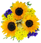 Kaufland Memmingen - Sonnenblume Angebot im Prospekt Sonnenblume bei Kaufland im Memmingen Prospekt für 2,22 €