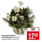 Betontopf bepflanzt mit Christrosen im Angebot bei Marktkauf in Konstanz Betontopf bepflanzt mit Christrosen Angebote bei Marktkauf Konstanz für 12,99 €
