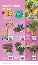 Grünpflanzen Angebot im aktuellen Lidl Prospekt auf Seite 21