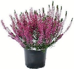 Zimmermann Bremerhaven - Calluna Garden Girls Angebot im Prospekt Calluna Garden Girls bei Zimmermann im Bremerhaven Prospekt für 1,49 €