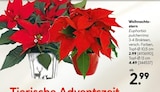 Aktuelle Zimmerpflanzen Angebote bei Hellweg in Essen Aktuelles Weihnachtsstern Angebot bei Hellweg in Essen ab 2,99 €