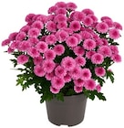 Chrysantheme »Jellyfish« bei nahkauf im Stadtilm Prospekt für 2,49 €