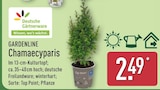 Chamaecyparis von Gardenline für 2,49 € bei ALDI Nord im Angebot Chamaecyparis von Gardenline im aktuellen ALDI Nord Prospekt