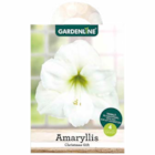 Amaryllis Red Lion von Gardenline für 2,59 € bei ALDI Nord im Angebot Amaryllis Red Lion von Gardenline im aktuellen ALDI Nord Prospekt